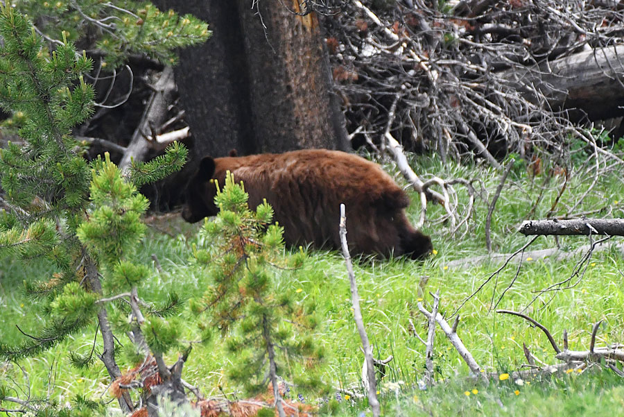 A brown colored Black bear just south of Canyon Village, eating dandelions.