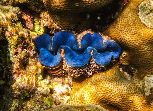 Kaleidoscope Cove to open at Adventure Aquarium