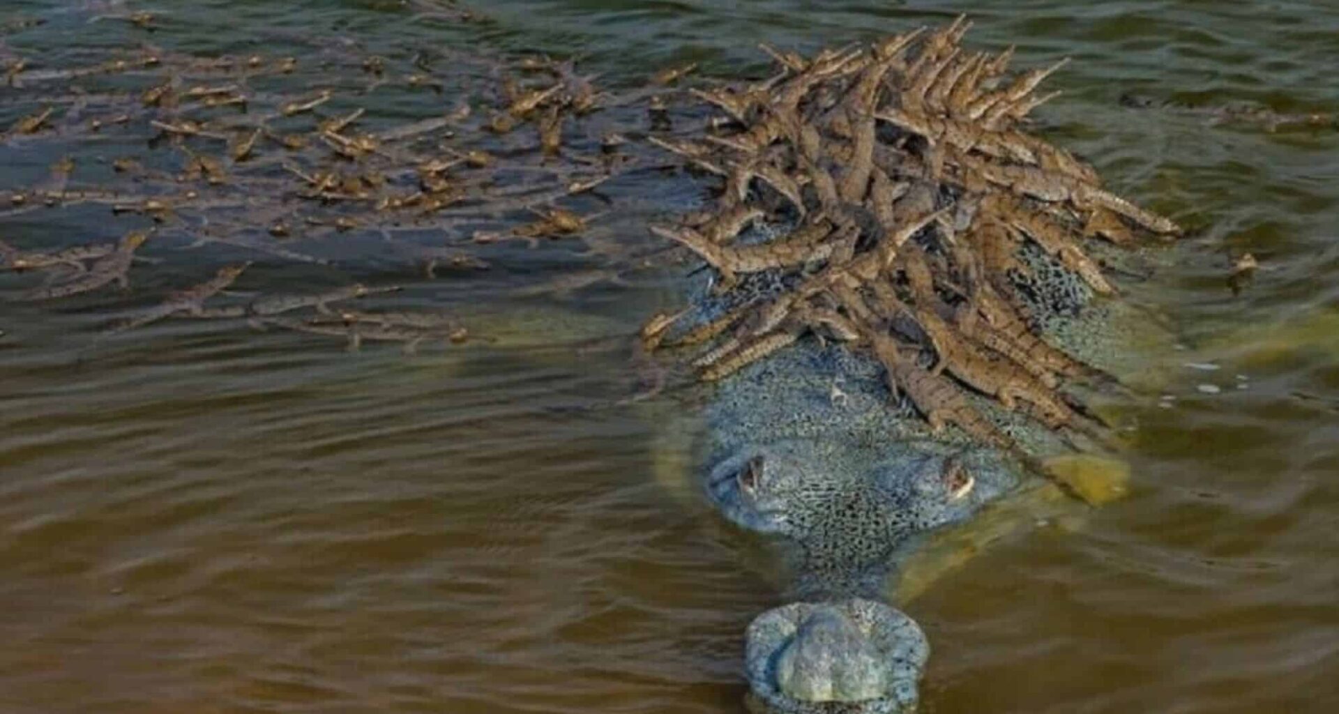 A Father Gharial Carrying His 100 Young Across The Ganges River In India