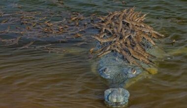 A Father Gharial Carrying His 100 Young Across The Ganges River In India