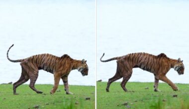 A wildlife photographer shared a video of Arrowhead's final walk.