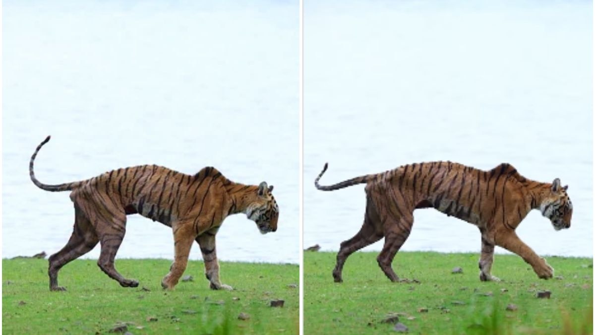 A wildlife photographer shared a video of Arrowhead's final walk.