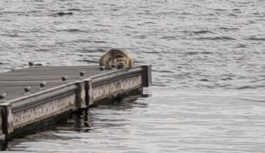 'Don't touch them and give them space': Seal pupping season underway in Puget Sound