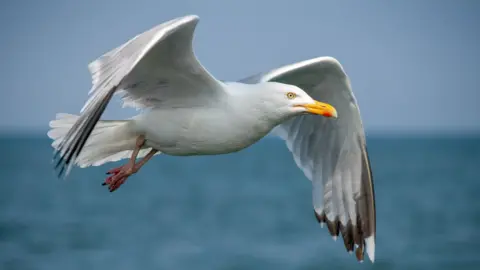 Getty Images A large gull in flight with the sea in the background. The bird is greyish whit in colour with dark grey tipped wing feathers. It has a bright yellow beak. 