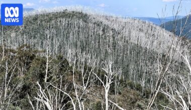 Ending Victoria's timber industry has created a 'time bomb' in the state's mountain ash forests