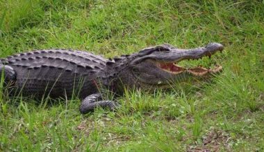 Tybee Island issues warning after alligator spotted on the beach