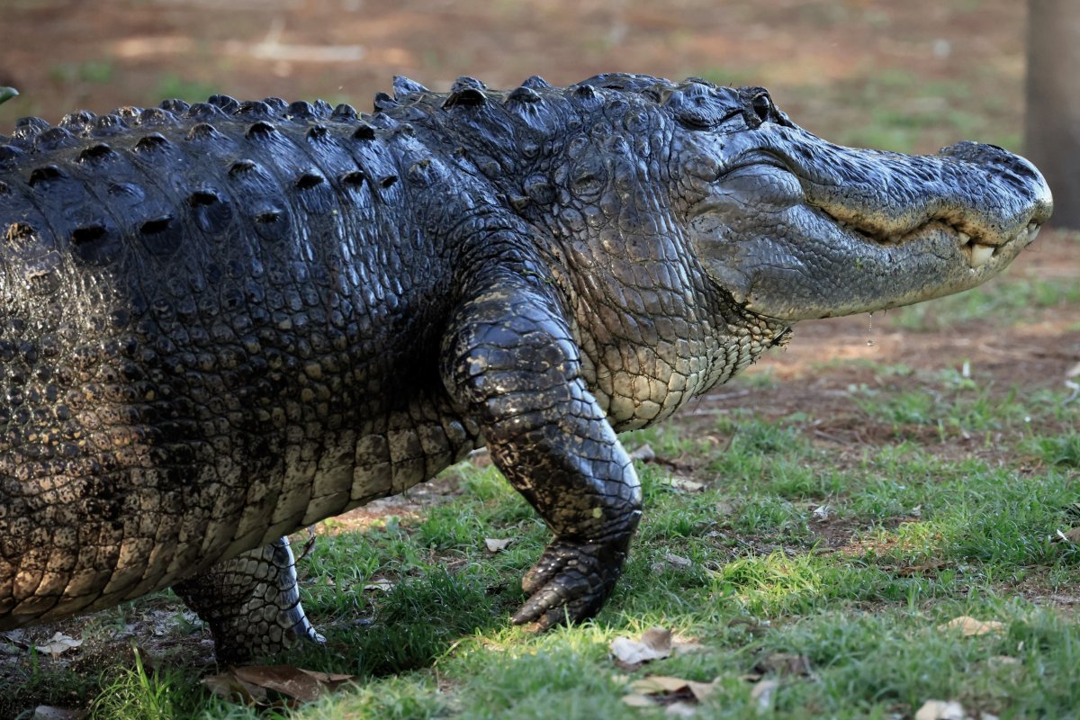 Alligator 