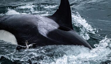 Killer whales caught on video grooming each other with seaweed after master's student noticed "something kind of weird" going on
