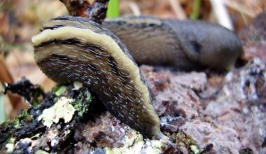The world's biggest slug is a forest beast the size of a frying pan – with an enormous appendage to match – and swings from trees to mate