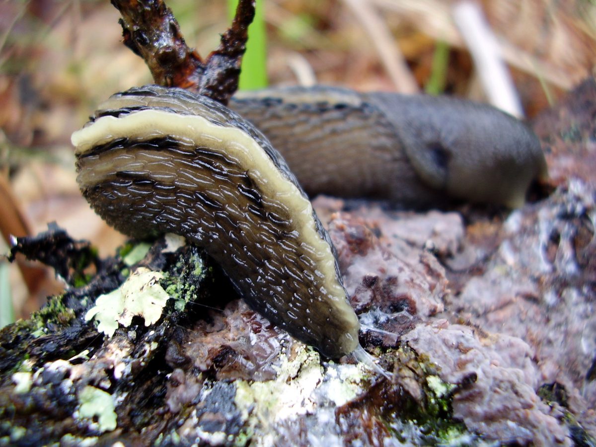 The world's biggest slug is a forest beast the size of a frying pan – with an enormous appendage to match – and swings from trees to mate