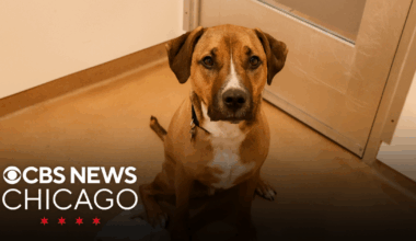 Meet Desmond, PAWS Chicago's Pet of the Week