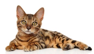 Developmental and epileptic encephalopathy type 50 is found in a Bengal kitten