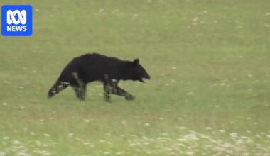 Roaming bear sparks mad chase, flight cancellations at Japan's Yamagata Airport