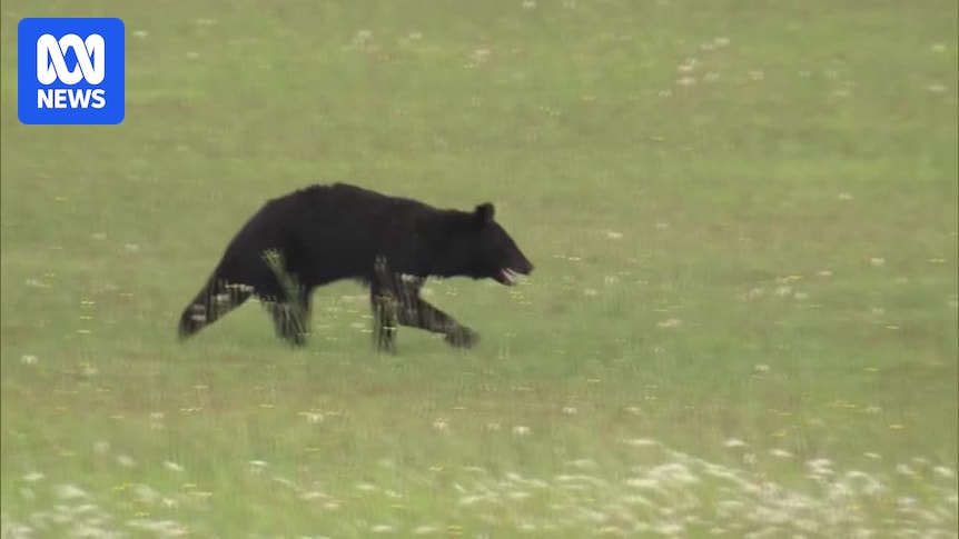 Roaming bear sparks mad chase, flight cancellations at Japan's Yamagata Airport