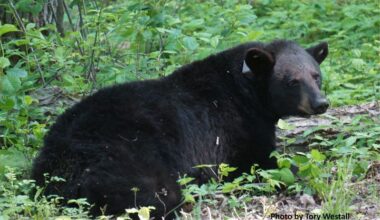 Black Bear sightings increase in Central Ohio; Officials urge caution