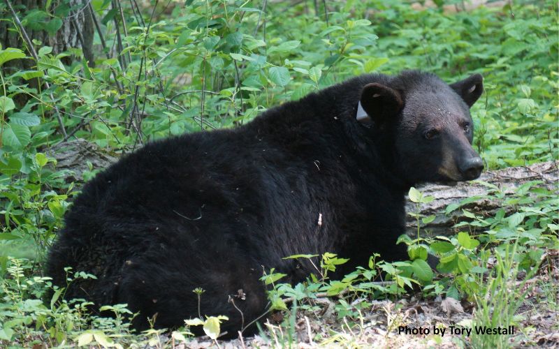 Black Bear sightings increase in Central Ohio; Officials urge caution