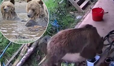 Bears escape Wildwood Devon wildlife park enclosure and feast on week's worth of honey