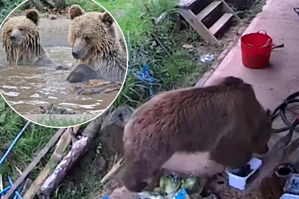 Bears escape Wildwood Devon wildlife park enclosure and feast on week's worth of honey