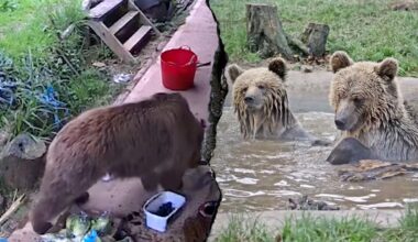 Young bears escape wildlife park enclosure, head straight for snacks