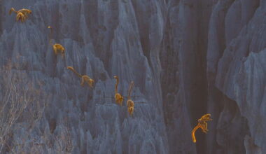 Leaping Lemurs Wins BigPicture Natural World Photo Competition