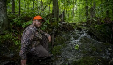 Conditions are perfect in the Maine woods for moose-killing ticks