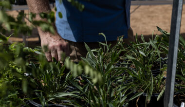 San Antonio naturalist wants you to rethink your lawn