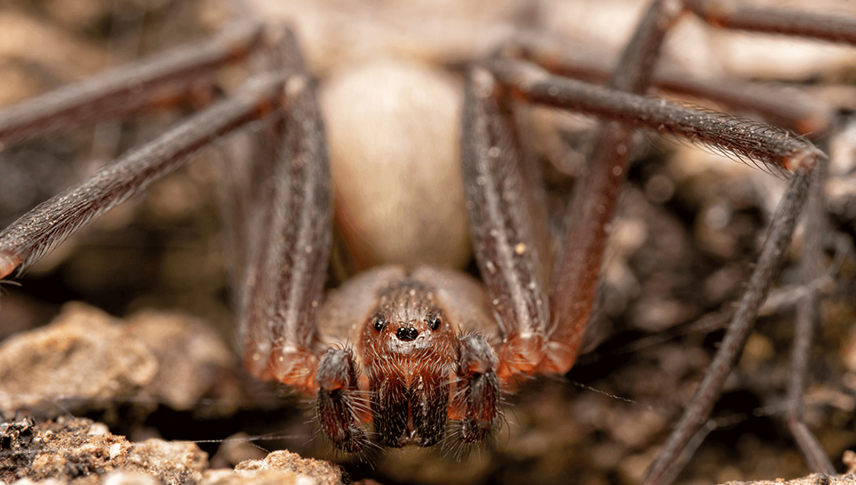 What Happened When A Kansas Family Lived With 2,055 Brown Recluse Spiders For 5 And A Half Years