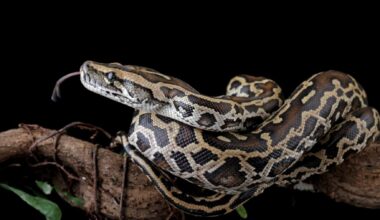It's official - Florida offers up to $10,000 to hunt invasive snakes that are already crawling into toilets