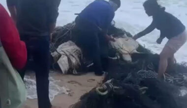 Bangkok Post - Sea turtle rescued from old fishing net, another dies