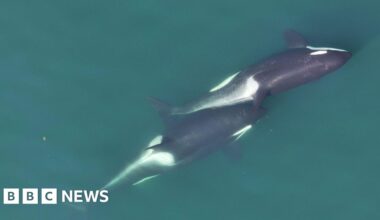 Killer whales 'massage' each other using kelp