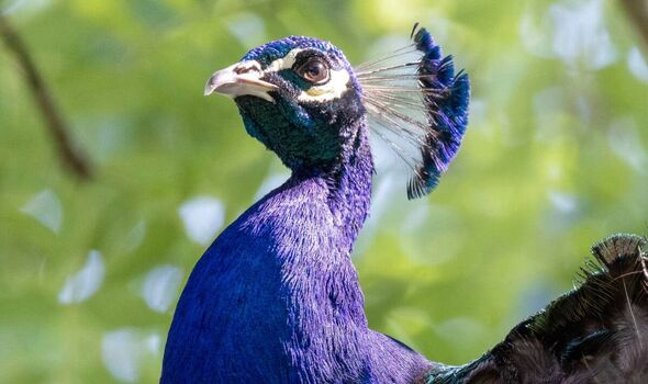 close up of peacock in a tree