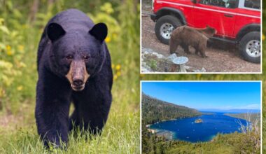 Black bear euthanized after breaking into trailer near Lake Tahoe in California