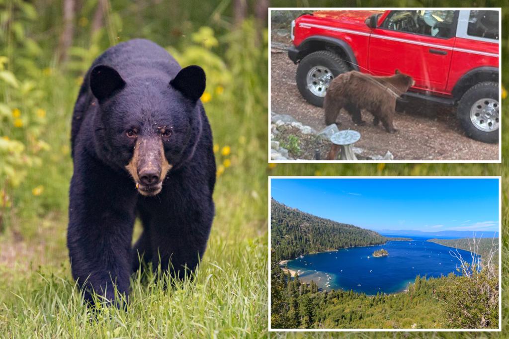 Black bear euthanized after breaking into trailer near Lake Tahoe in California