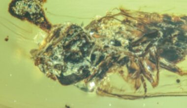 Unreal Amber Fossils Show 'Last of Us' Zombie Fungus Terrorizing Bugs During the Cretaceous