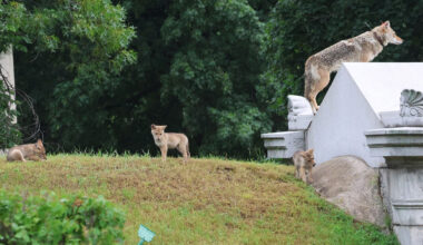 How to Coexist With Coyotes – Chicago Magazine