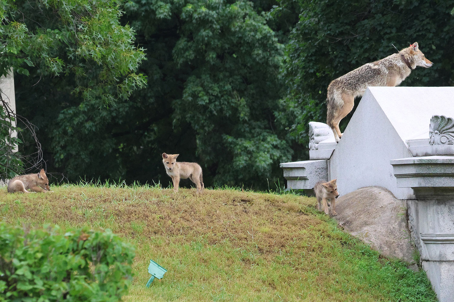 How to Coexist With Coyotes – Chicago Magazine