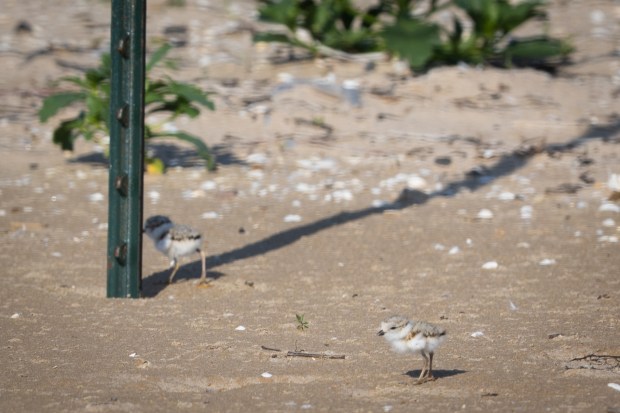Two piping plover chicks come out of the vegetation at Montrose Beach on June 22, 2025. (Audrey Richardson/Chicago Tribune)