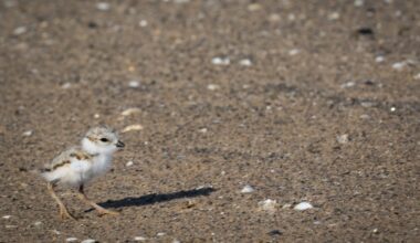 6 chicks hatch at Montrose Beach and Waukegan