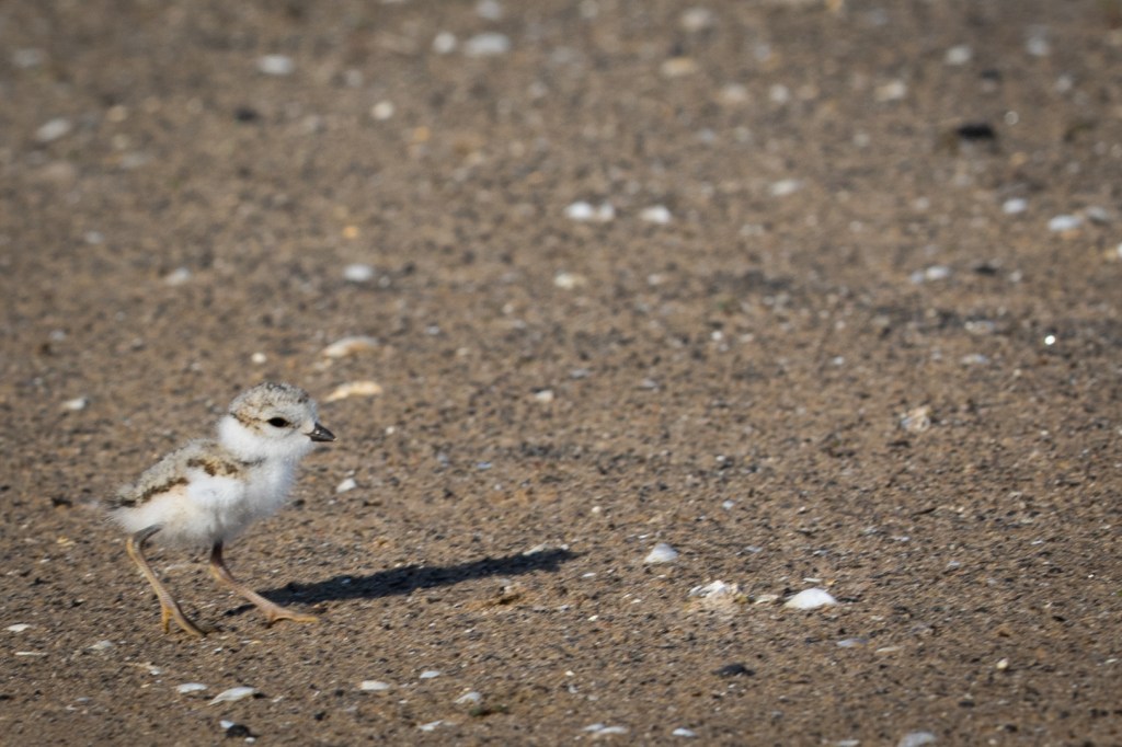 6 chicks hatch at Montrose Beach and Waukegan
