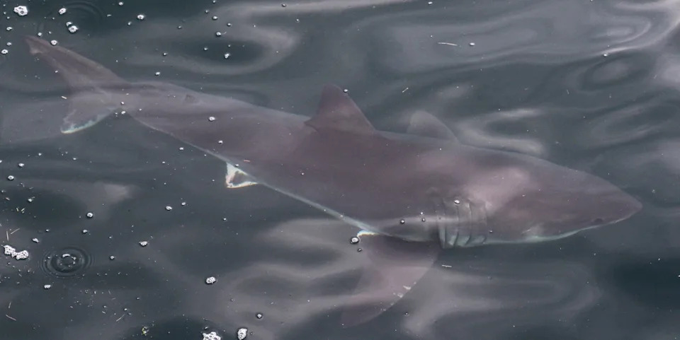 Credit: 7 Seas Whale Watch