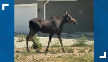 Cassia County advises caution with moose spotted in Burley