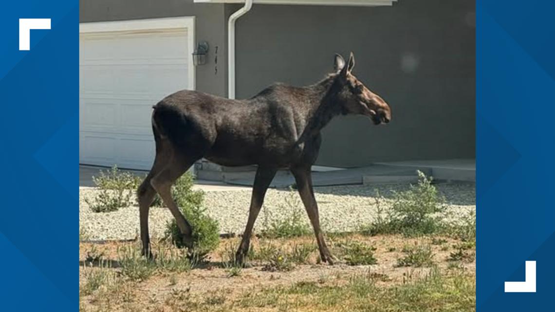 Cassia County advises caution with moose spotted in Burley