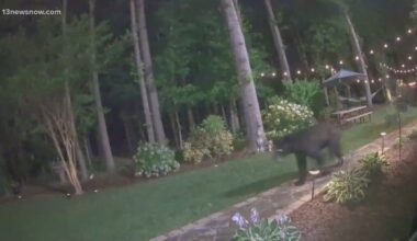 Bears spotted roaming multiple Hampton Roads, Virginia neighborhoods