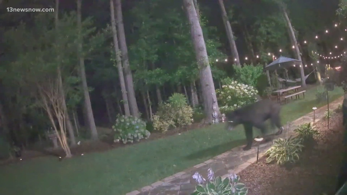 Bears spotted roaming multiple Hampton Roads, Virginia neighborhoods