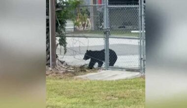 Black bear spotted near the Inter&Co Stadium in Downtown Orlando