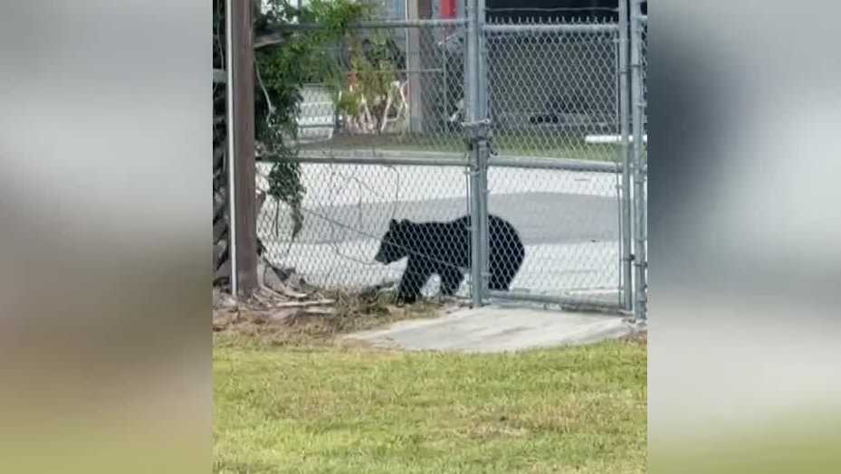 Black bear spotted near the Inter&Co Stadium in Downtown Orlando