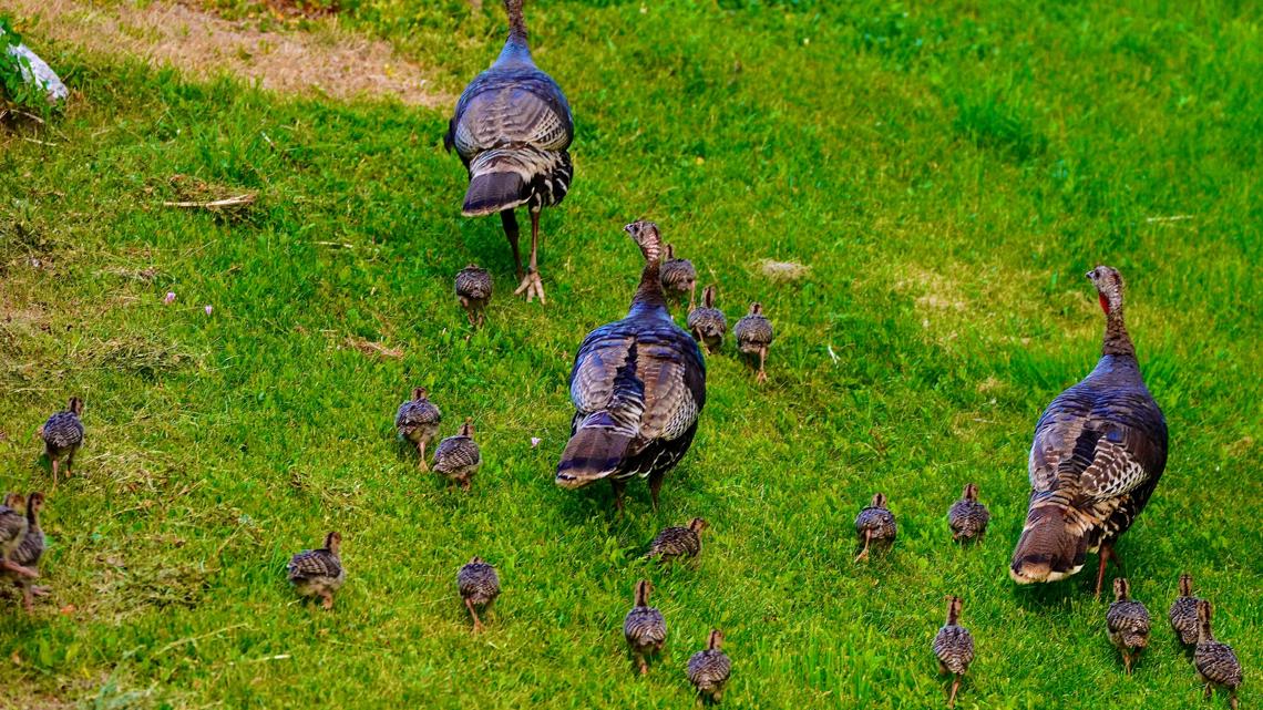 Don't be a jive turkey, flock to the 'Turkey Tracker,' report sightings