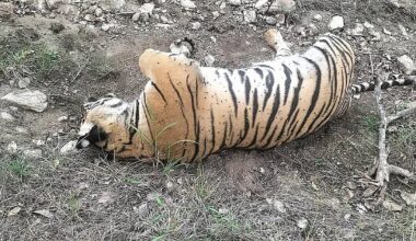 Wildlife Crime Karnataka: Villagers Arrested for Poisoning Tigress, 4 Cubs in MM Hills - Deccan Herald