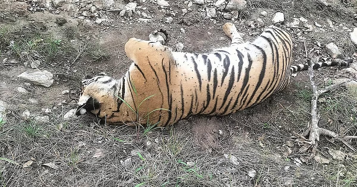 Wildlife Crime Karnataka: Villagers Arrested for Poisoning Tigress, 4 Cubs in MM Hills - Deccan Herald