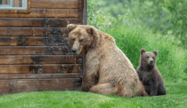 Bears Break Into Lake Tahoe Cabin And Raid The Fridge For Snacks: WATCH